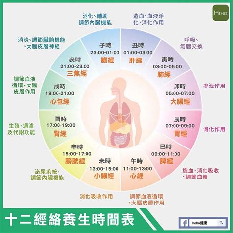 身體時鐘|人體排毒與生理時鐘有關｜抗老養生｜運動養生｜元氣